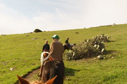 Horseback riding in the hills 5