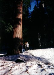 Big Tree