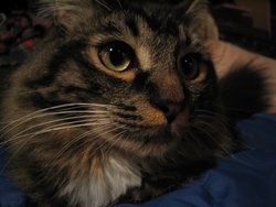IMG_6006