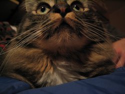 IMG_6008