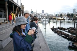 Sea lions in focus