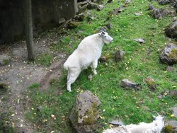 IMG_4399