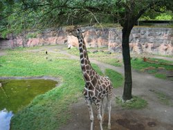 IMG_4418