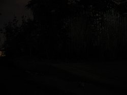 IMG_4541