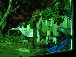 IMG_4555