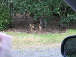 IMG_4593