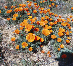 Flowers, Lancaster