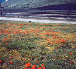 Flowers, Lancaster